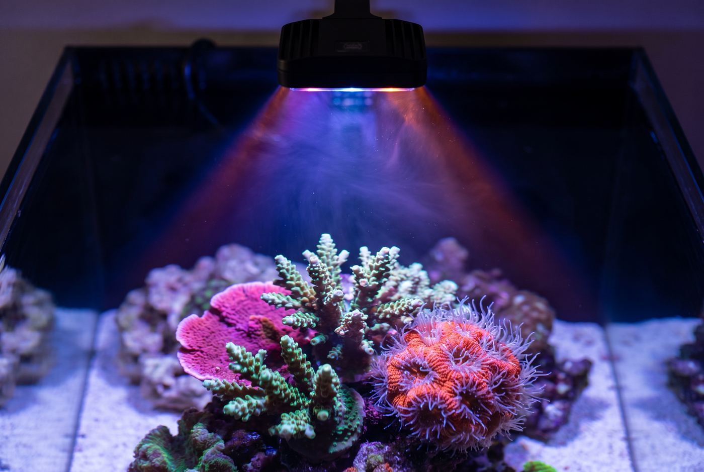 Chaque teinte de corail retrouve sa vérité.