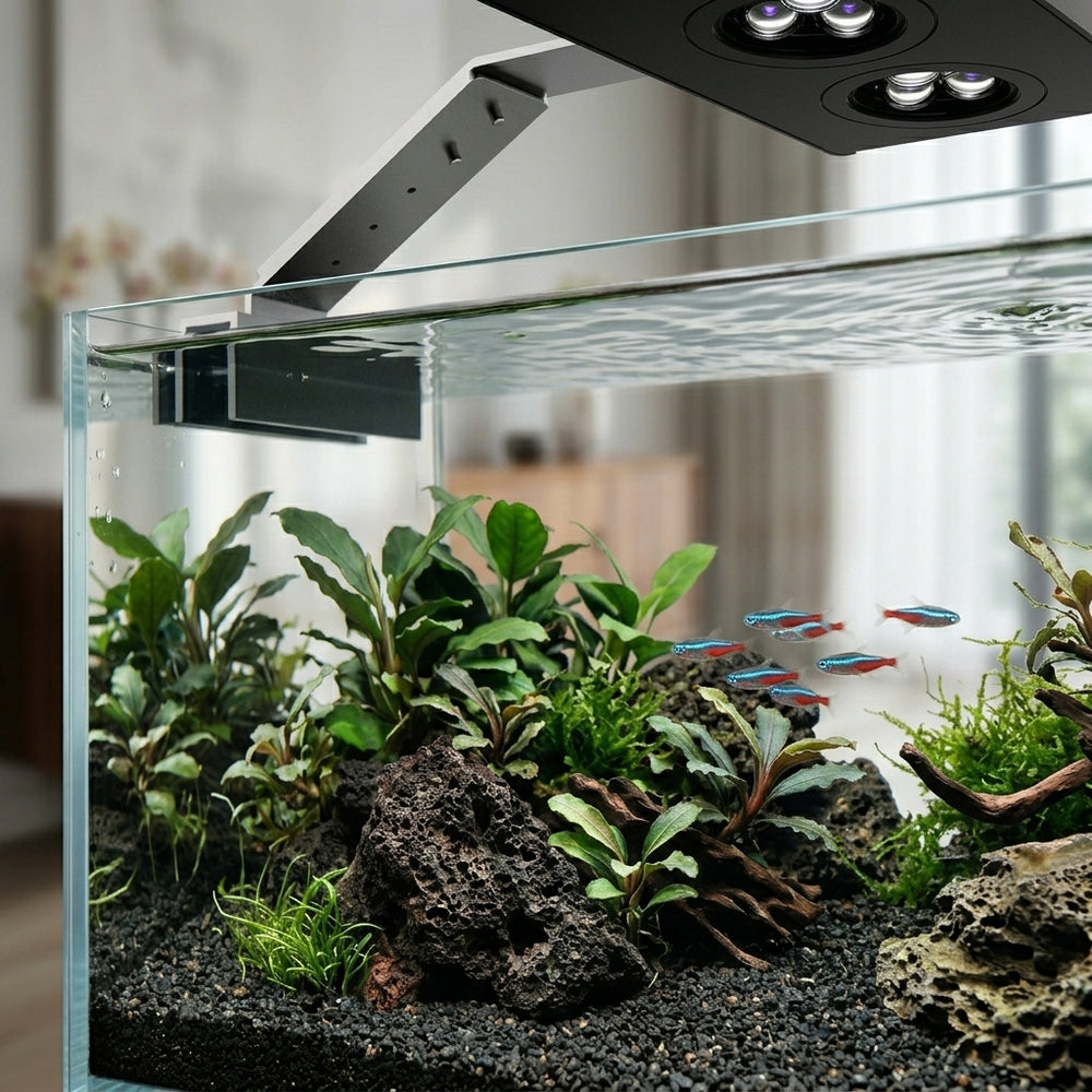 Le spectre horticole met les plantes en valeur, feuille par feuille